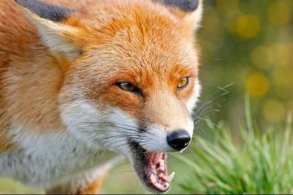 Сказ на Вінниччині: бригади по відстрілу лисиць починають створювати у Жмеринському районі