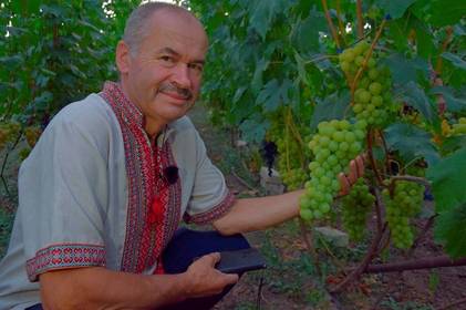 На Вінниччині садівник вирощує 500 сортів винограду