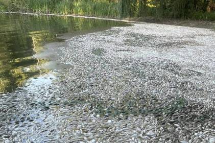 Екологічна катастрофа на Вінниччині: Південний Буг вкрився тоннами мертвої риби.ФОТО 