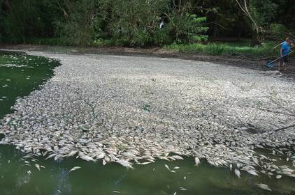 На Ладижинському водосховищі відреагували на тисячі мертвої риби: дослідили та оглянули водойму