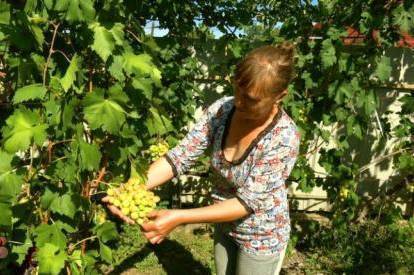 Вінницька господиня вирощує на городі понад 100 сортів винограду