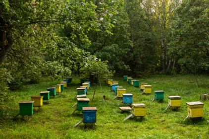 Популярні вулики для бджіл