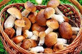 Грибний сезон: чому споживання грибів може бути небезпечним для вашого життя