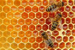 Бджільництво в Вінниці: пасічники можуть отримати фінансову підтримку (умови)