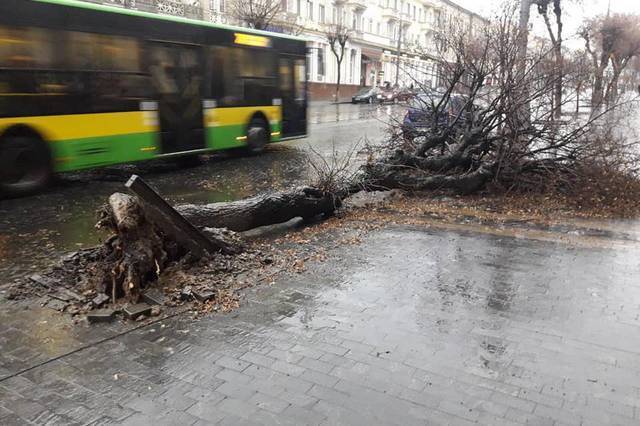 У центрі Вінниці впало дерево