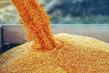 Україна може відправити до Африки понад 55 тисяч тонн зерна