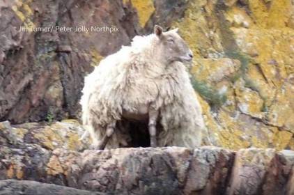 Найсамотнішу вівцю Британії врятували та повернули власникам: деталі та фото