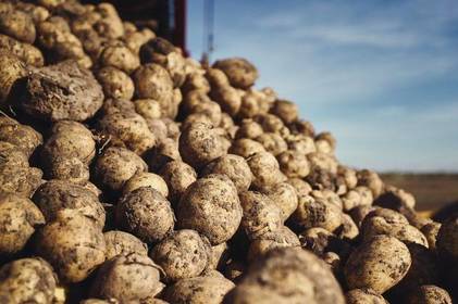 У Вінницькій області накопали майже 2 млн тонн картоплі
