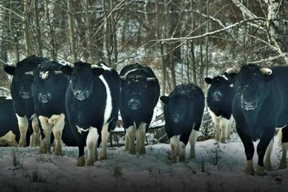 Дике стадо свійських тварин: особливості життя здичавілих корів у Чорнобильському біосферному заповіднику