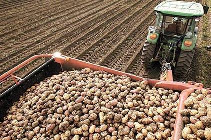 У Вінниці надаватимуть фінансову допомогу аграріям, які займаються вирощуванням овочів та картоплі