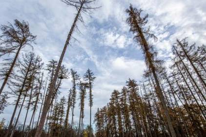 Отримували до 50 мільйонів гривень на рік: на Вінниччині викрили «лісову» схему 