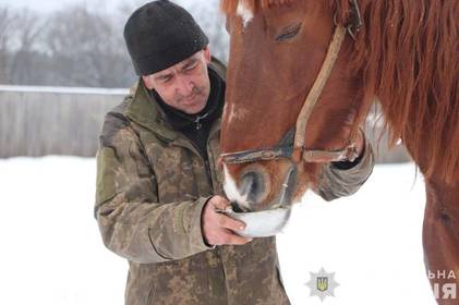 Залишив коней помирати: на Харківщині фермер кинув напризволяще майже 30 тварин і втік до рф