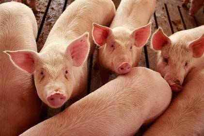 На Вінниччині виявили свиноферму, яка працює без погодження екологів