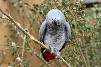 "Перевиховання" папуг: в одному з зоопарків щосили намагаються відучити птахів нецензурно висловлюватися