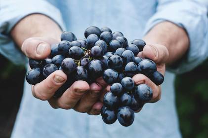 Чи безпечно їсти виноградні кісточки?