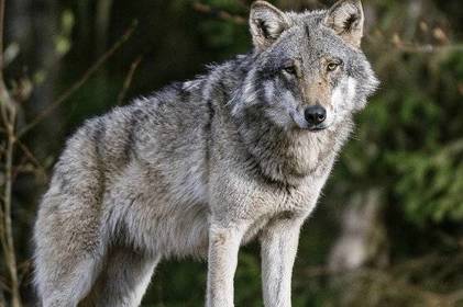 На Вінниччині оселилися немігруючі вовки
