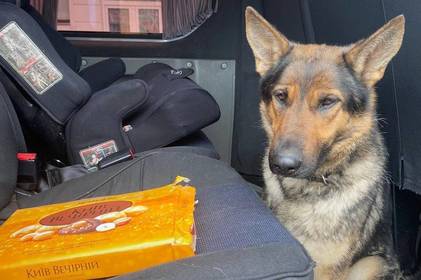 Цукерки з сюрпризом: службовий собака винюхав марихуану в коробці з солодощами