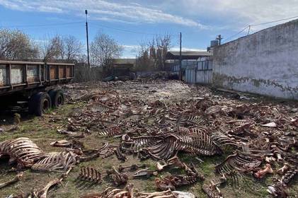 На Вінниччині виявили звалище кісток тварин