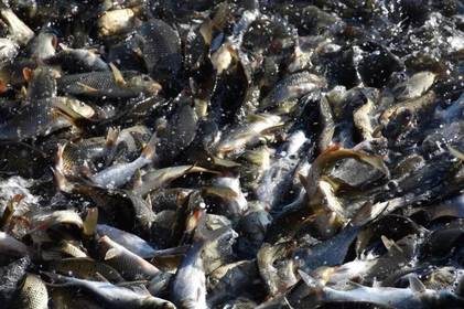 На Вінниччині розпочинається період нересту: що необхідно знати рибалкам