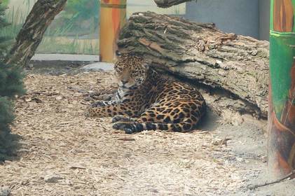 У Подільському зоопарку у Вінниці до нового вольєра переселили ягуара (фото)
