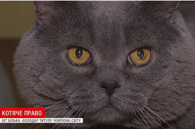 У Вінниці живе кіт чемпіон світу