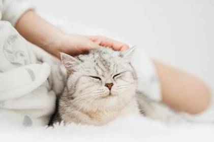 Міжнародний день котолюбки: побажання доброго ранку в картинках з котиками