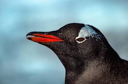 Всесвітній день пінгвінів – науковці показали, хто живе біля станції «Академік Вернадський» (фото)