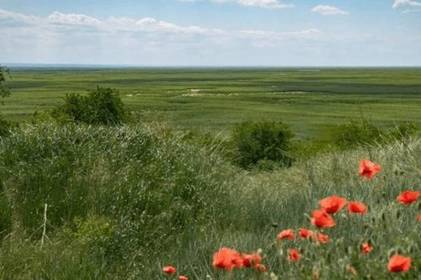 Каховське водосховище стає найбільшим лісом всієї степової зони України Каховське водосховище стає найбільшим лісом всієї степової зони України