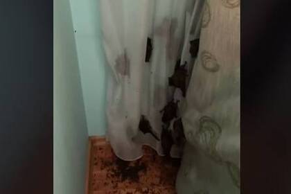 В квартиру у Вінниці залетіло понад сто кажанів: в чому причина В квартиру у Вінниці залетіло понад сто кажанів: в чому причина