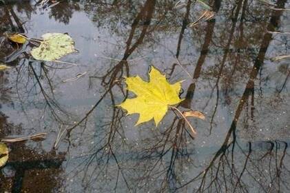 У Вінниці стартувала метеорологічна осінь: що це означає У Вінниці стартувала метеорологічна осінь: що це означає