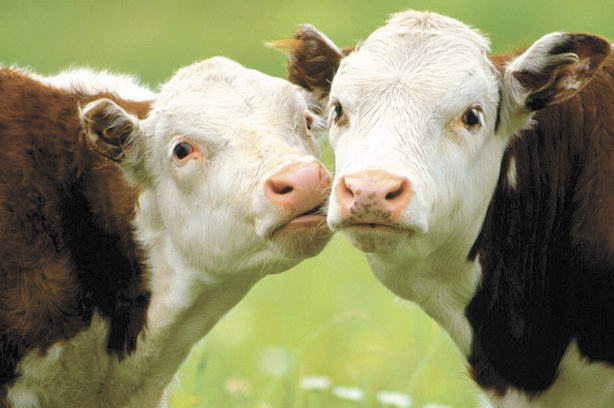 Вінниччина посідає друге місце по Україні за обсягами дотацій за молодняк великої рогатої худоби
