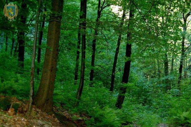Понад 34 тисячі га лісів створили на Вінниччині за роки незалежності 