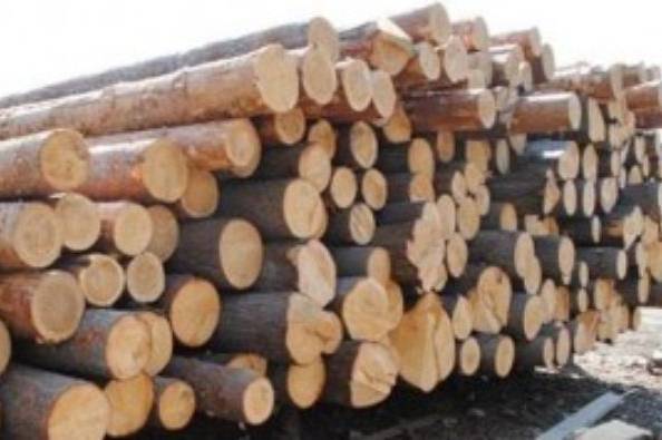 На Вінниччині викрили злочинну групу, яка  займалась незаконною торгівлею лісодеревини