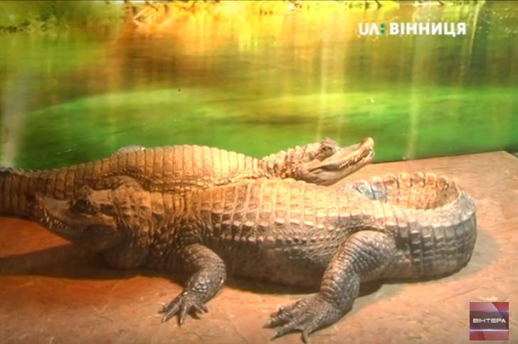 У Вінниці відкрилась виставка  «Крокодилова ферма»