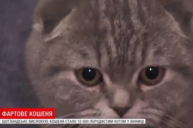 10-тисячне кошеня-шотландець народилося у Вінниці