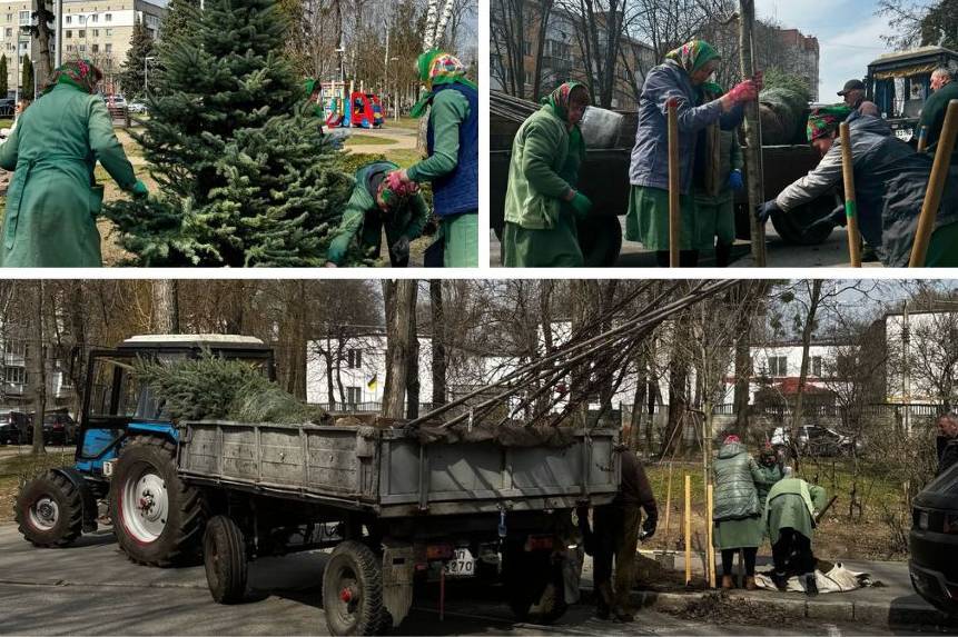 У Вінниці висаджують декоративні та вічнозелені дерева: стартувала весняна кампанія з озеленення