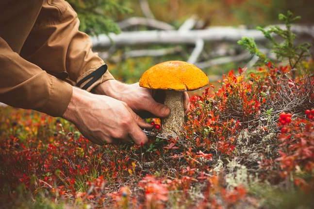 У Вінницькій області зафіксували випадок отруєння грибами 
