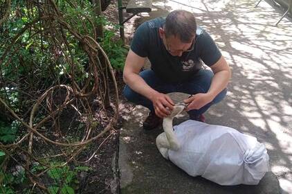 У тяжкому стані знайшли лебедя зі простреленими очима на Вінниччині (фото та відео)