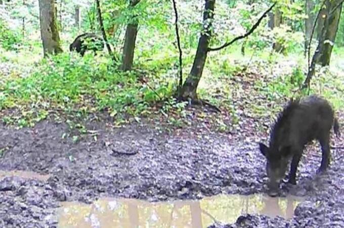 У заповіднику на Вінниччині до фотопастки потрапили дикі кабани 