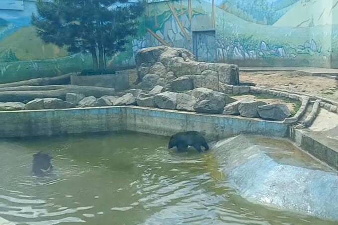Весна у зоопарку: ведмежата пустують, купаються й не слухаються маму (відео)