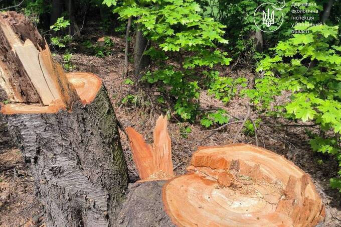 На Вінниччині незаконно вирубали плодові дерева: збитки перевищили 2 мільйони гривень