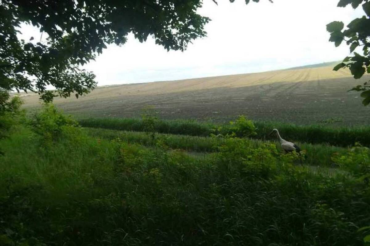 Природа без кордонів: кого щодня зустрічають прикордонники Вінниччини (відео)