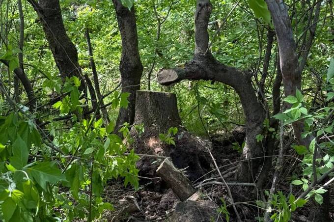 За незаконну вирубку дерев на Вінниччині порушника зобов’язали відшкодувати понад 26 тис грн збитків