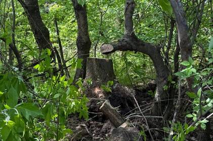 За незаконну вирубку дерев на Вінниччині порушника зобов’язали відшкодувати понад 26 тис грн збитків