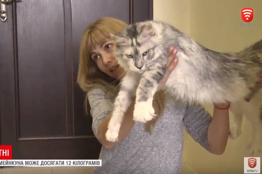 Кішки - велетні: скільки коштують і що це за кошенята?
