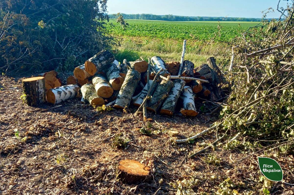 На Вінниччині фермер зрубав майже 400 дерев заради розширення полів
