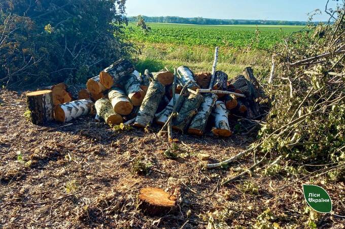 На Вінниччині фермер зрубав майже 400 дерев заради розширення полів