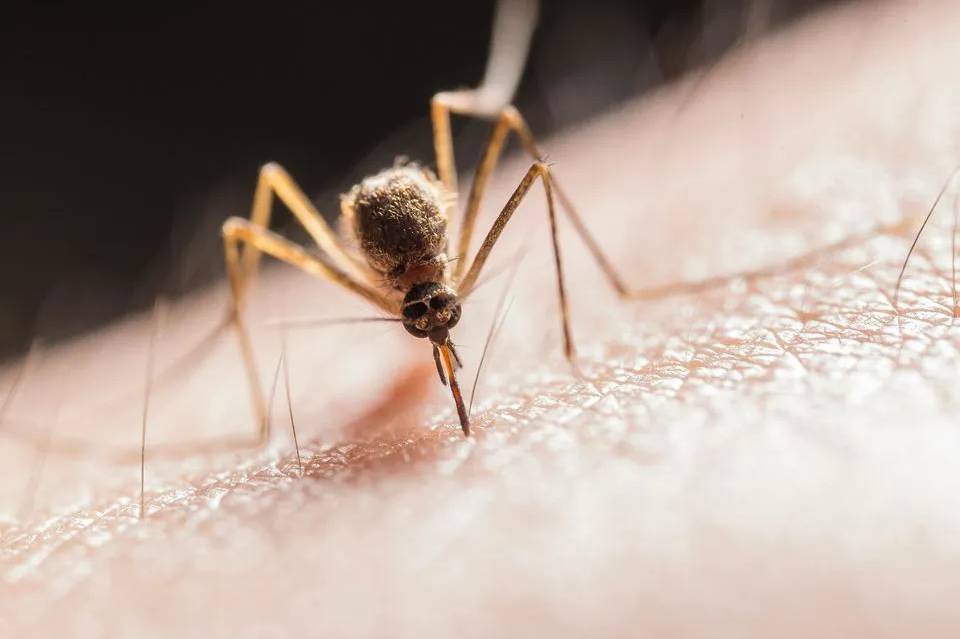 Чому комарі кусають не всіх: секрети привабливості