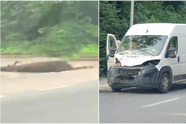 Поблизу Вінниці мікроавтобус збив самицю лося: тварина загинула на місці