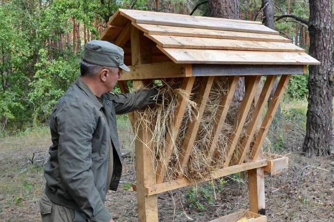 У лісах Вінниччини через війну побільшало диких тварин: що відомо